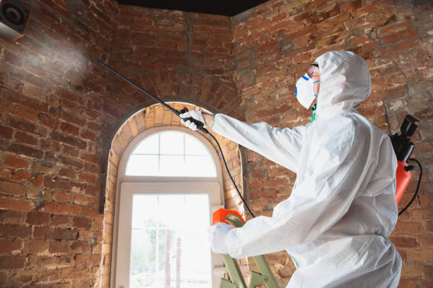 Best Mold Odor Removal Services  in Fort Bliss, TX